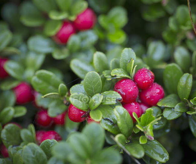 Foxberries en el arbusto - foto de stock
