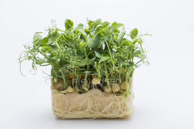 Pea sprouts with leaves and root balls — Stock Photo