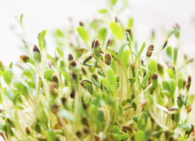 Lucerna sprouts, close up — Stock Photo
