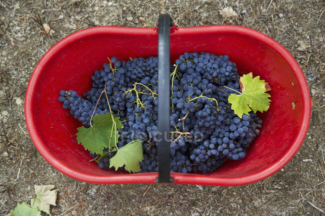 Uvas frescas colhidas em cesta de plástico vermelho — Fotografia de Stock