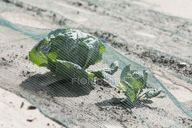 Mangold under net in the field — Stock Photo