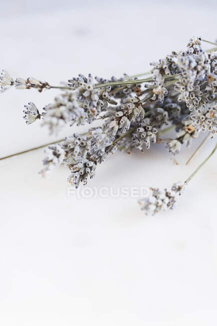 Sprigs of lavender close-up view — Stock Photo