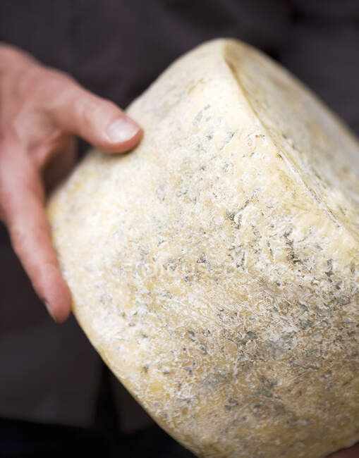 A man holding a wheel of blue cheese (Milawa, Victoria, Australia) — Stock Photo