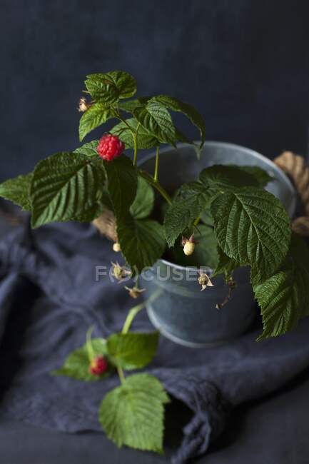 Raspberries with leaves close-up view — Stock Photo