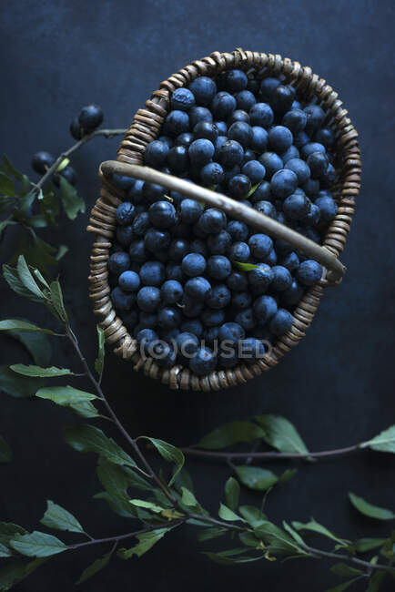Un panier de baies de prunelle fraîchement cueillies (Prunus spinosa) — Photo de stock
