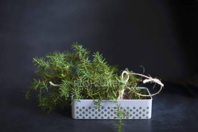 Juniper branches in a metal tin — Stock Photo