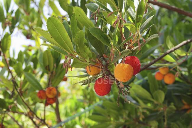 Lychees growing on tree with green leaves — Stock Photo