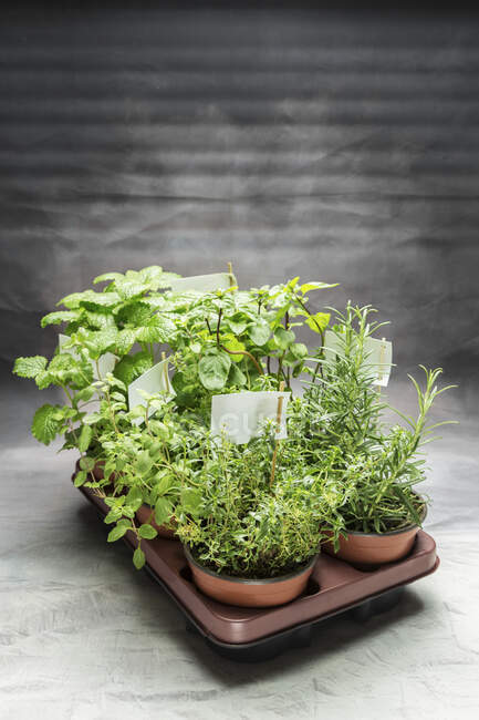Various fresh herbs in flowerpots on a tray — Stock Photo