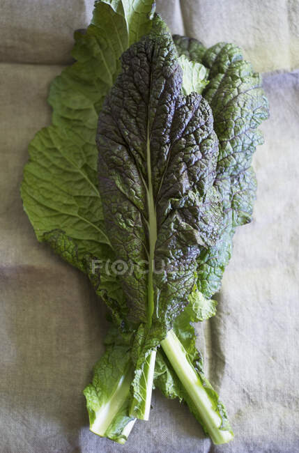 Fresh kale leaves (seen from above) — Stock Photo
