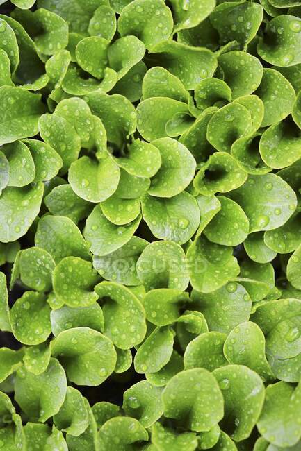 Зеленые листья салата с капельками воды в огороде — стоковое фото