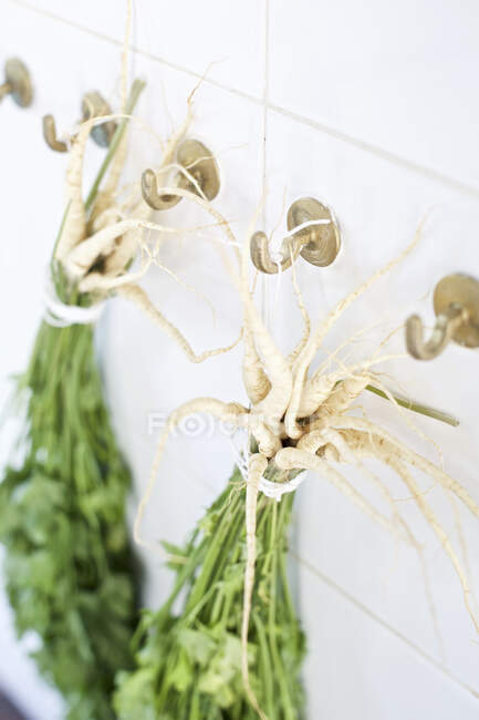 Bunches of parsley hanging from wall hooks — Stock Photo