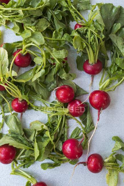 Radishes with leaves close-up view — Stock Photo