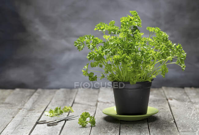 Fresh parsley in growing pot with scissors on wooden surface — Stock Photo