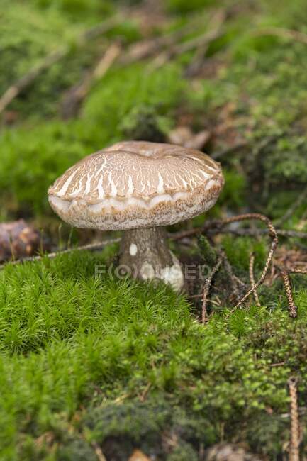 A bitterling, bitter bolete in the forest — Stock Photo
