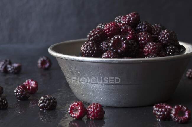 Fresh Picked Wild Black Raspberries in Metal Bowl and on Slate surface — Stock Photo