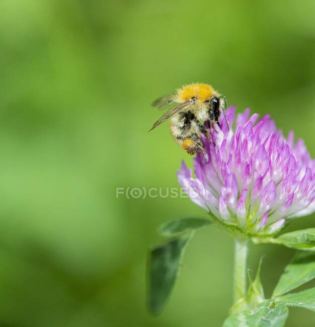 Uma abelha em uma flor de trevo (close-up) — Fotografia de Stock