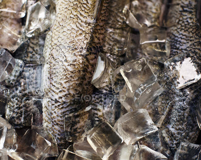 Roher Fisch auf Eis (Nahaufnahme)) — Stockfoto