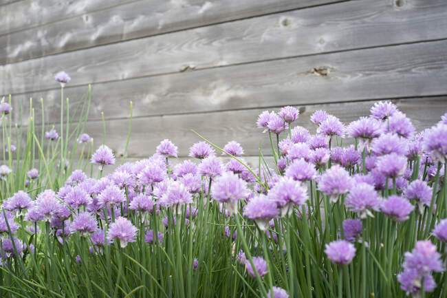 Floraison ciboulette vue rapprochée — Photo de stock