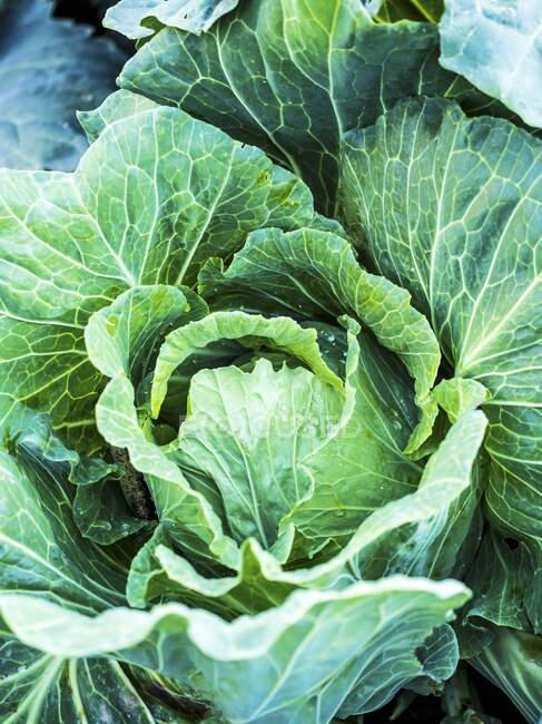 Savoy cabbages in the field — Stock Photo