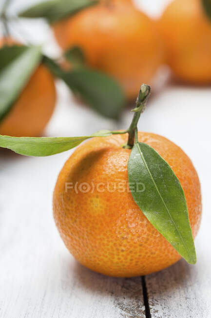 Fruta de mandarina con hojas y ramita - foto de stock