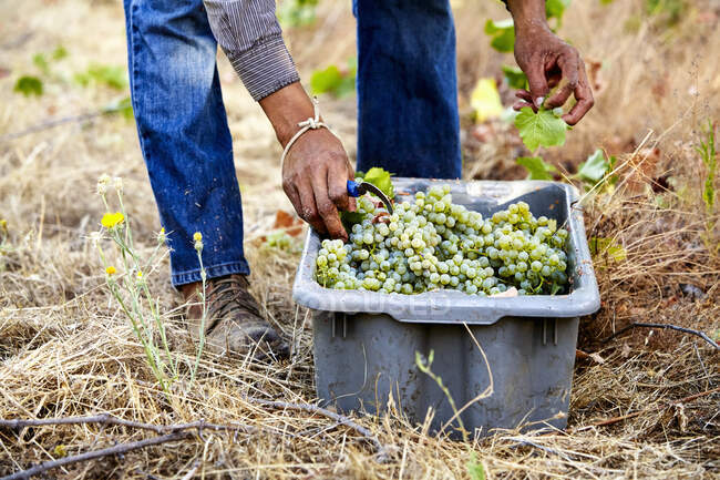 Sauvignon Blanc grapes being harvested — Stock Photo