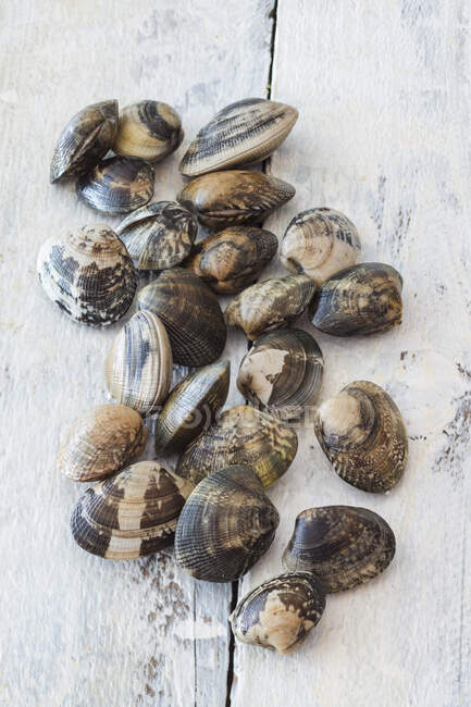 Venus clams on a wooden surface — Stock Photo