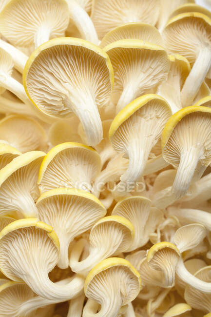 Lemon mushrooms (from below) — Stock Photo