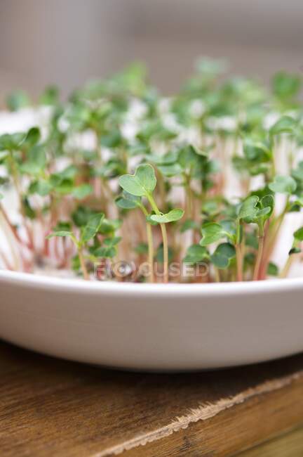 Germogli di crescione in una piccola ciotola — Foto stock