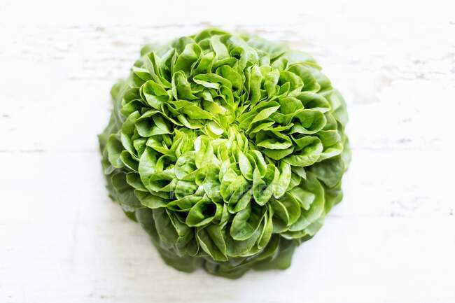 A head of Salanova lettuce — Stock Photo