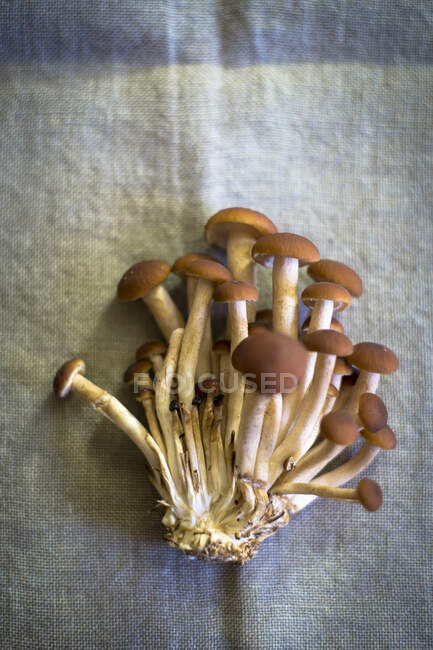 Fresh mushrooms on a linen cloth (seen from above) — Stock Photo
