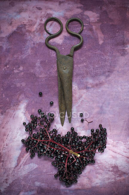 Fresh elderberries and an antique pair of scissors on a purple background — Stock Photo