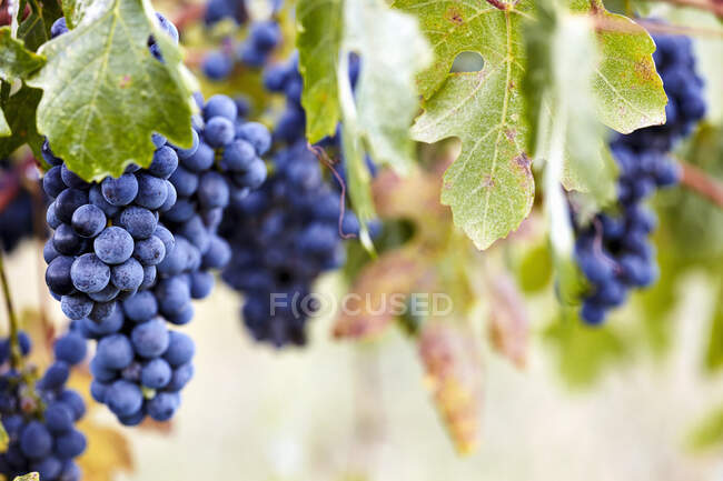 Uvas que crescem em vinhas em arbusto cercado com folhas verdes — Fotografia de Stock