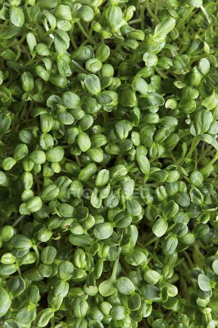 Sunflower seed sprouts (full frame) — Stock Photo