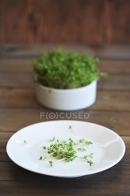 Freshly chopped cress on a plate in front of a pot of cress — Stock Photo