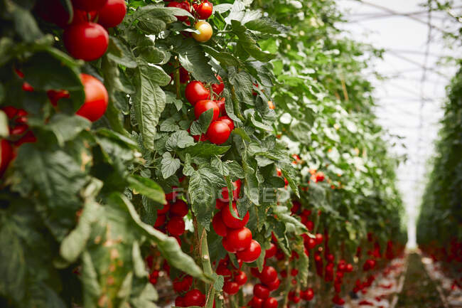 Los tomates rojos en el arbusto - foto de stock