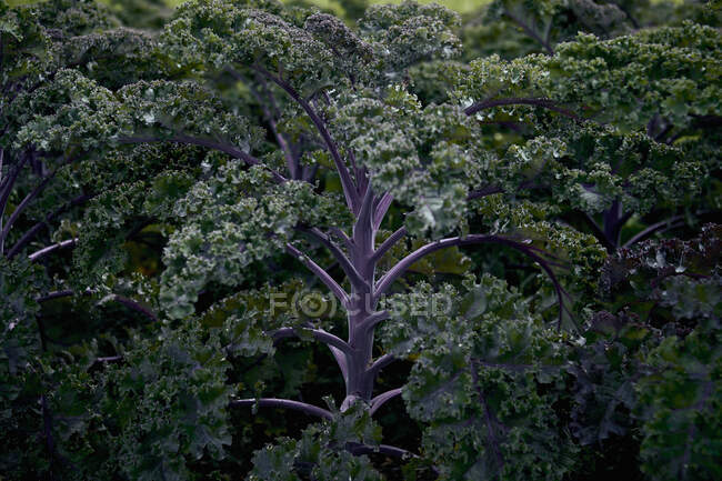 Fresh kale close-up view — Stock Photo