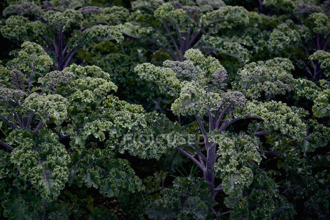 Fresh kale close-up view — Stock Photo