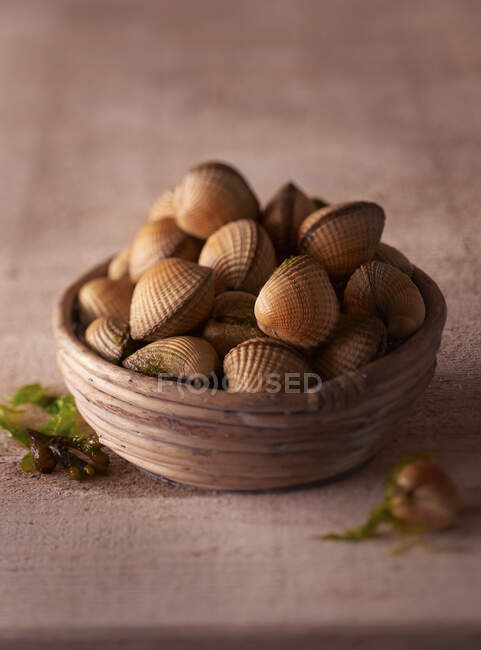 Venus mussels close-up view — Stock Photo