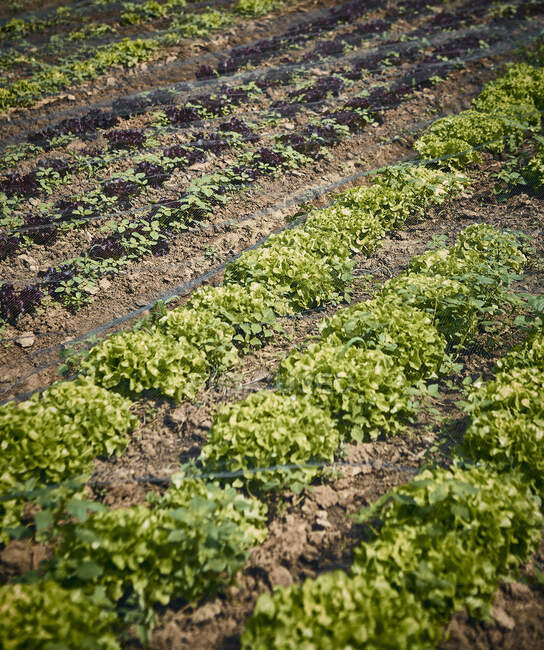 Fresh oakleaf lettuce in the field — Stock Photo
