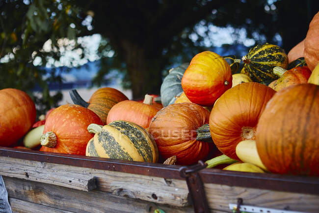 Different pumpkins on a wooden cart — Stock Photo