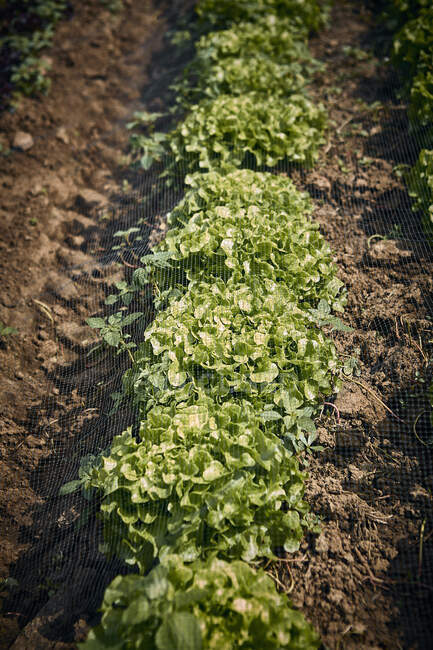 Свежий дубовый салат в поле — стоковое фото