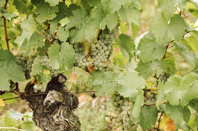 Uvas brancas em uma videira — Fotografia de Stock