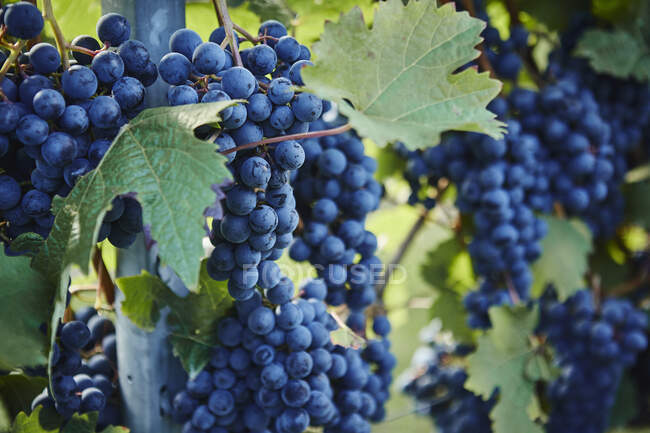 Виноград, растущий на виноградниках, окруженный зелеными листьями — стоковое фото