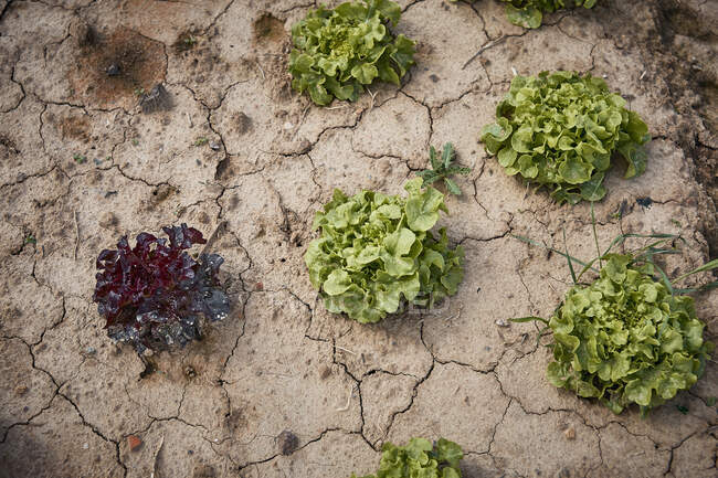Frischer Eichensalat auf einem trockenen Feld — Stockfoto