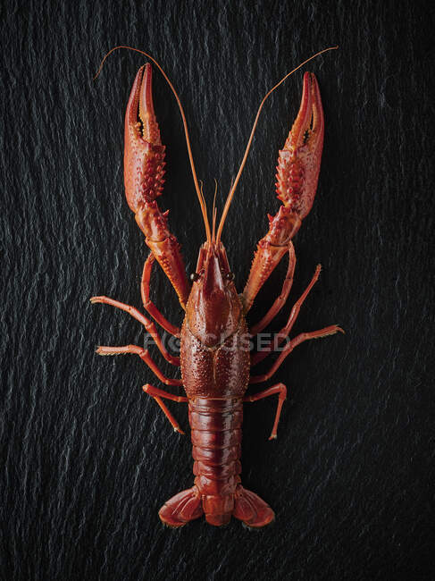 Um lagostim cozido em uma superfície de ardósia — Fotografia de Stock