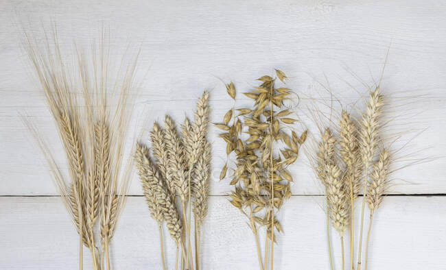 Verschiedene Nutzpflanzen (Roggen, Gerste, Weizen, Hafer) auf einem hölzernen Hintergrund — Stockfoto
