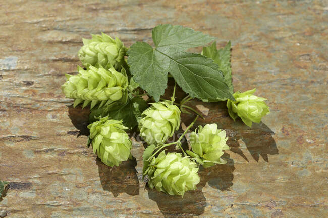 Hops on table close-up view — Stock Photo