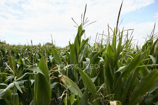 Кукурузное поле с голубым небом и облаками — стоковое фото
