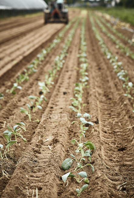 Tractor planting kohlrabi seedlings — Stock Photo