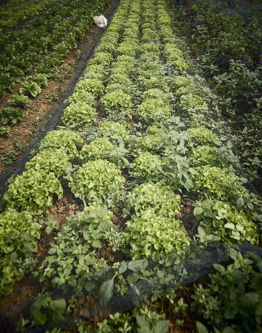 Fresh oak leaf lettuce in the field — Stock Photo